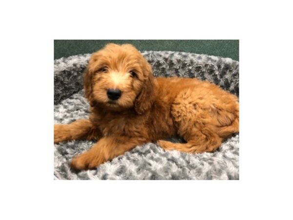 Goldendoodle DOG Male Red 8414 Petland San Antonio, TX