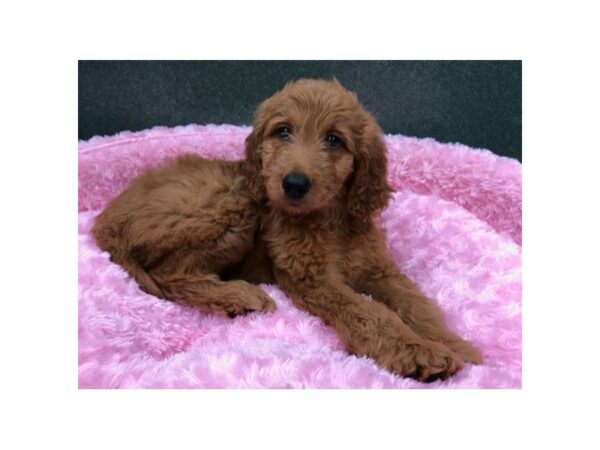 Goldendoodle-DOG-Female-Red-8415-Petland San Antonio, TX