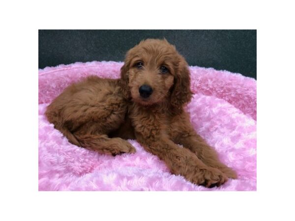 Goldendoodle DOG Female Red 8415 Petland San Antonio, TX