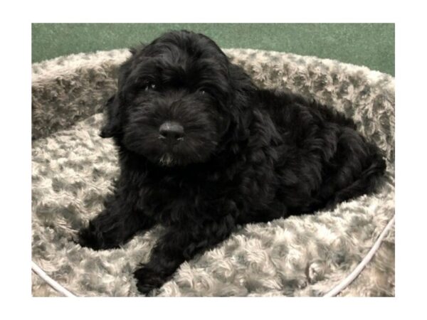 Miniature Bernadoodle DOG Male Black 8417 Petland San Antonio, TX