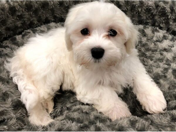 Maltese DOG Male White 8420 Petland San Antonio, TX