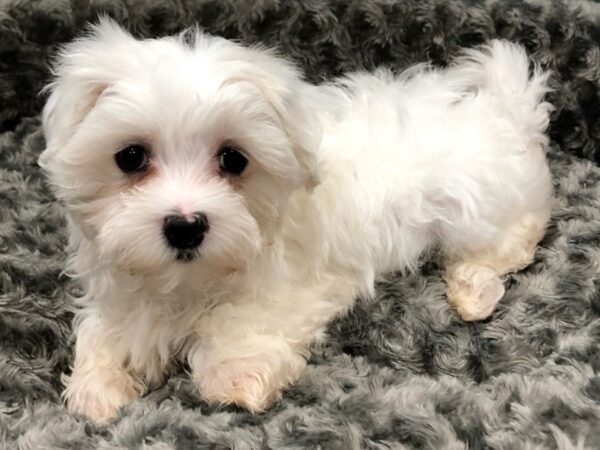 Maltese DOG Male White 8421 Petland San Antonio, TX