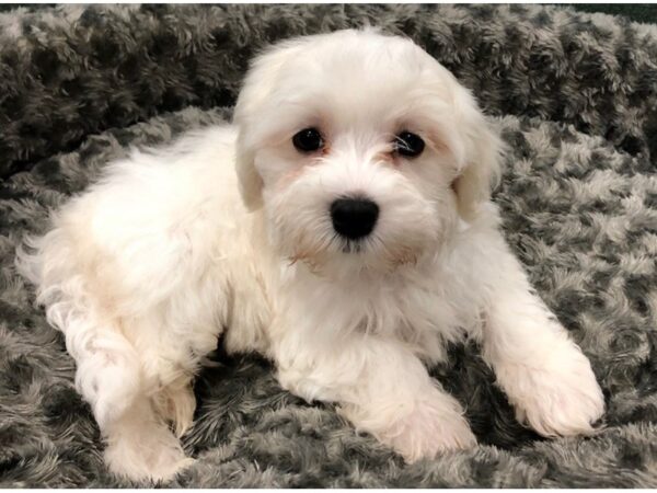 Maltese DOG Male White 8422 Petland San Antonio, TX