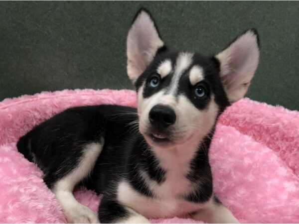 Siberian Husky DOG Female Black & White 8424 Petland San Antonio, TX