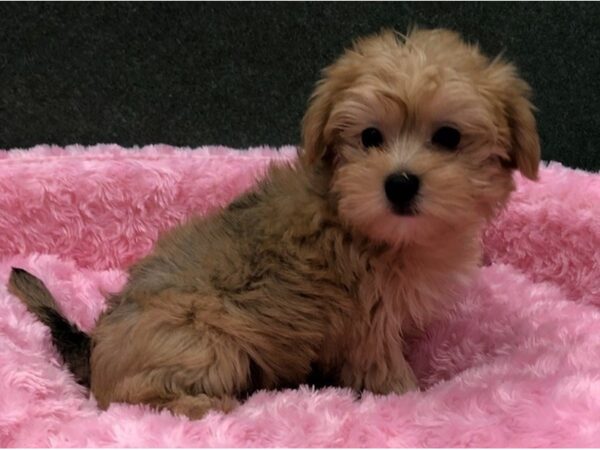 Morkie DOG Female Brown & Black 8423 Petland San Antonio, TX