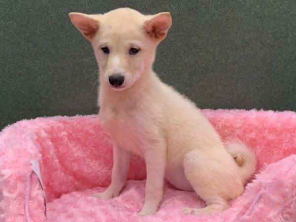 Shiba Inu-DOG-Female-Cream-8418-Petland San Antonio, TX