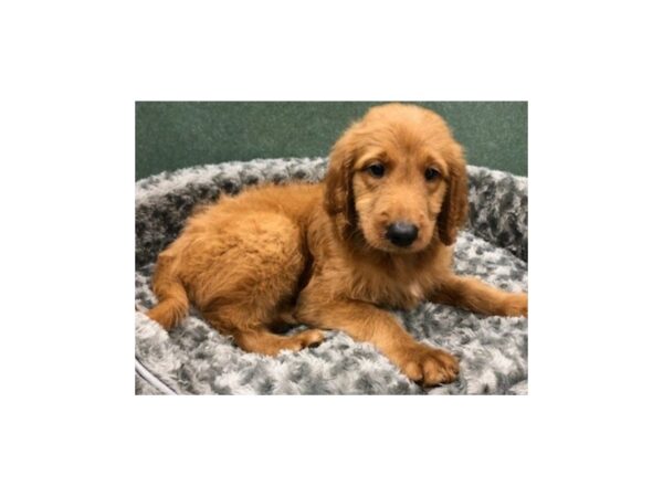 Goldendoodle DOG Male Red 8416 Petland San Antonio, TX