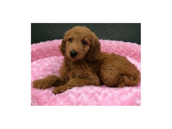 Goldendoodle DOG Female Red 8413 Petland San Antonio, TX