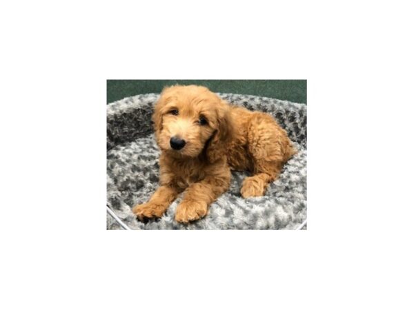 Goldendoodle-DOG-Male-Red-8412-Petland San Antonio, TX