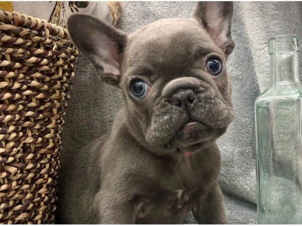 French Bulldog-DOG-Female-Blue-8419-Petland San Antonio, TX