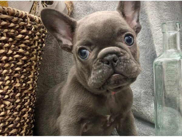 French Bulldog DOG Female Blue 8419 Petland San Antonio, TX