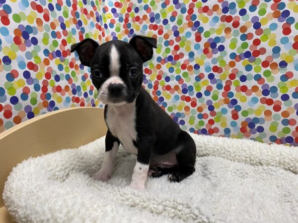 Boston Terrier DOG Male blk & wh 5318 Petland San Antonio, TX