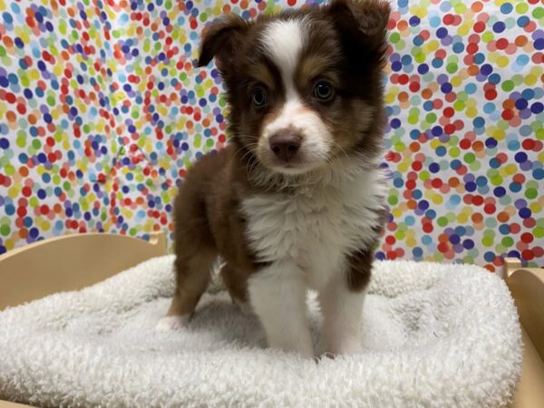 Australian Shepherd DOG Male rd, wh mkgs tan pts 5317 Petland San Antonio, TX