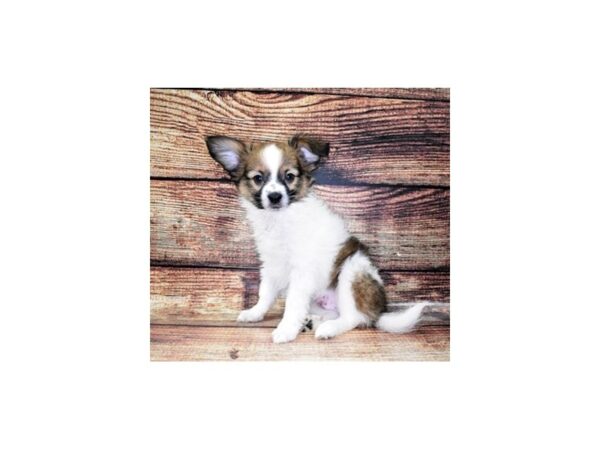 Papillon-DOG-Male-White and Sable-5326-Petland San Antonio, TX