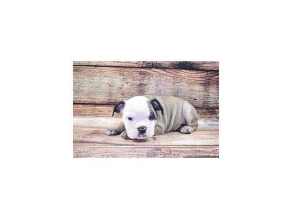 English Bulldog DOG Female Fawn and White 5328 Petland San Antonio, TX