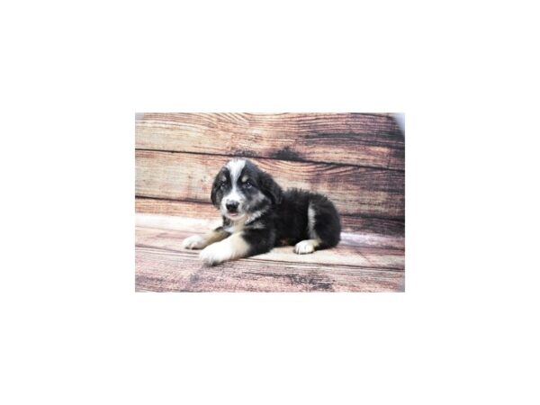 Miniature Australian Shepherd-DOG-Male-Black White and Brown-5325-Petland San Antonio, TX