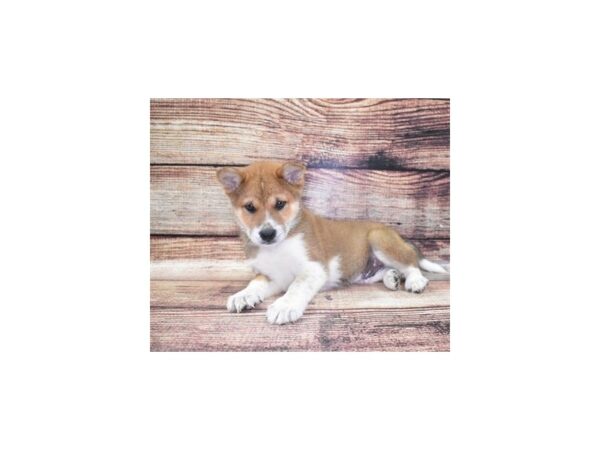 Shiba Inu-DOG-Male-Red-5327-Petland San Antonio, TX