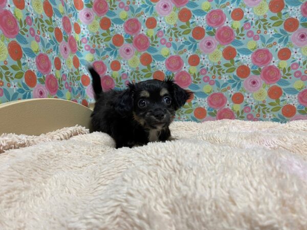 Havanese DOG Female blk & tn, wh mkgs 5330 Petland San Antonio, TX