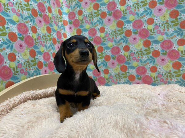 Dachshund DOG Male blk & tn 5332 Petland San Antonio, TX