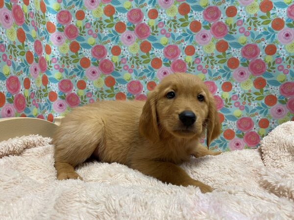 Golden Retriever DOG Female gldn 5333 Petland San Antonio, TX