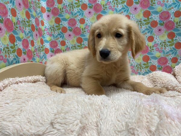 Golden Retriever DOG Male gldn 5334 Petland San Antonio, TX