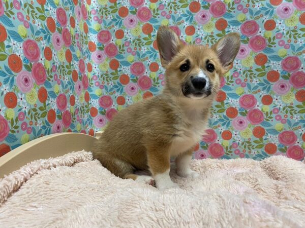 Pembroke Welsh Corgi DOG Female sable 5337 Petland San Antonio, TX