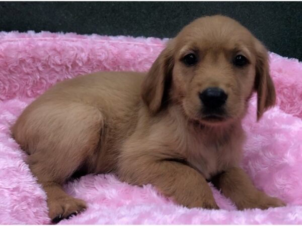 Golden Retriever DOG Female Golden 8425 Petland San Antonio, TX