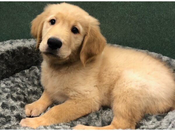 Golden Retriever DOG Male Golden 8426 Petland San Antonio, TX