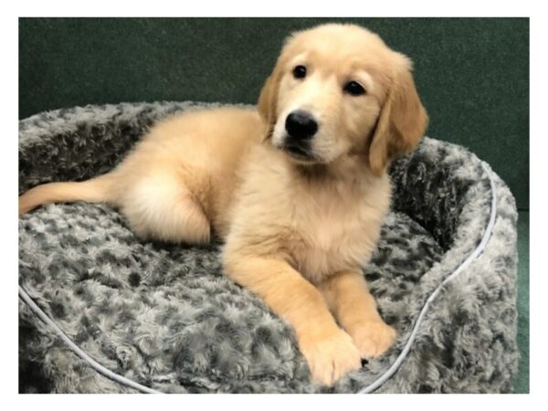 Golden Retriever-DOG-Male-Golden-8427-Petland San Antonio, TX