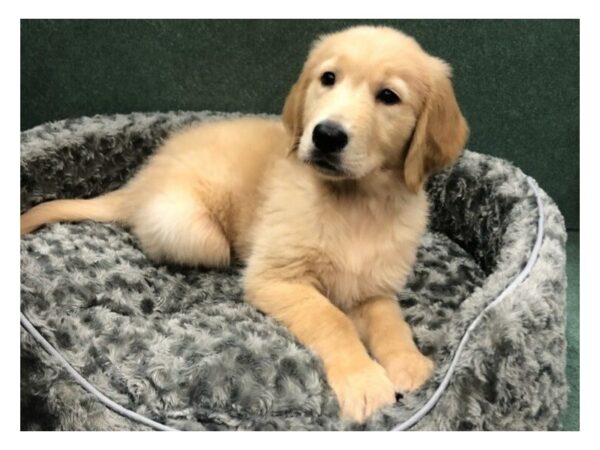 Golden Retriever DOG Male Golden 8427 Petland San Antonio, TX