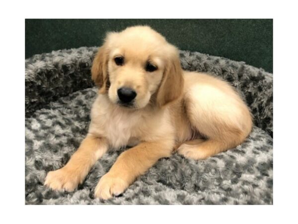 Golden Retriever DOG Male Golden 8428 Petland San Antonio, TX