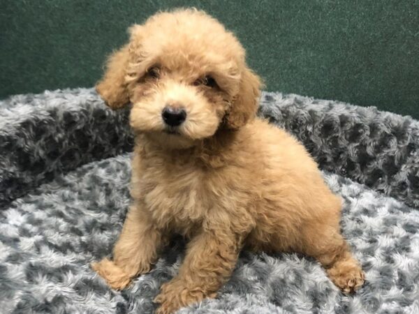 Miniature Poodle DOG Male Buff 8429 Petland San Antonio, TX