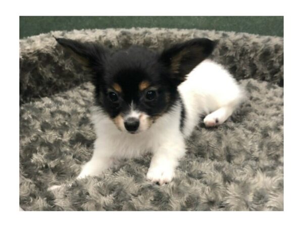 Papillon DOG Male White & Black 8430 Petland San Antonio, TX