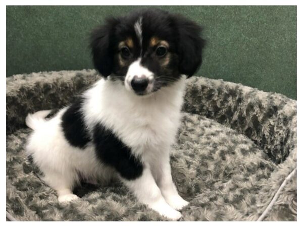 Papillon-DOG-Male-White & Black-8431-Petland San Antonio, TX