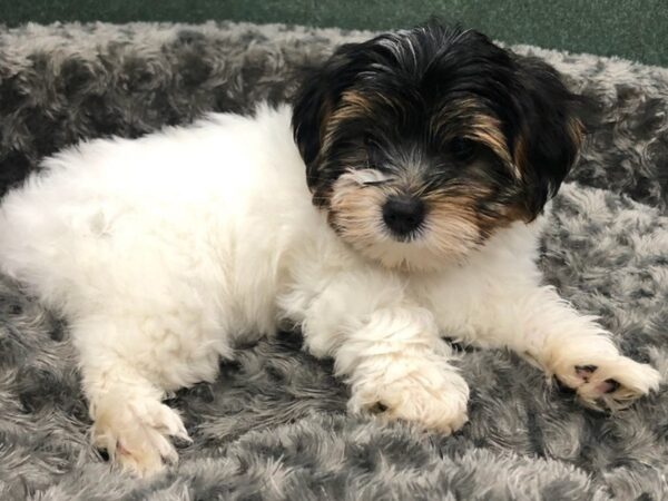 Yorkshire Terrier DOG Male Black Tan & White 8432 Petland San Antonio, TX