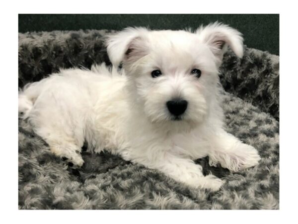 West Highland White Terrier DOG Male White 8433 Petland San Antonio, TX