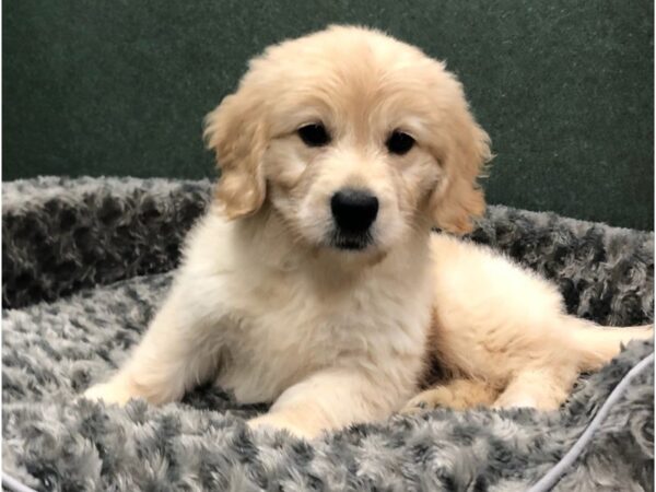 Miniature Goldendoodle DOG Male Golden 8434 Petland San Antonio, TX