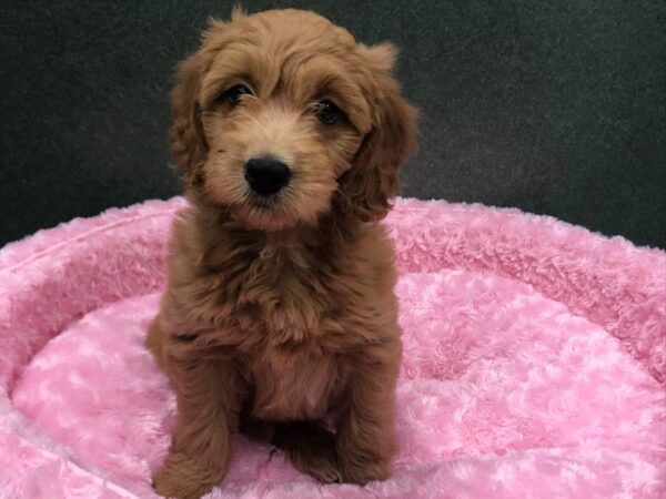 Miniature Goldendoodle DOG Female Golden 8435 Petland San Antonio, TX