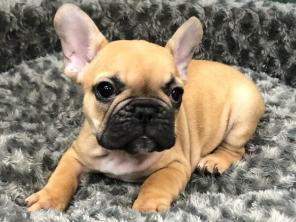 French Bulldog DOG Male Fawn 8437 Petland San Antonio, TX