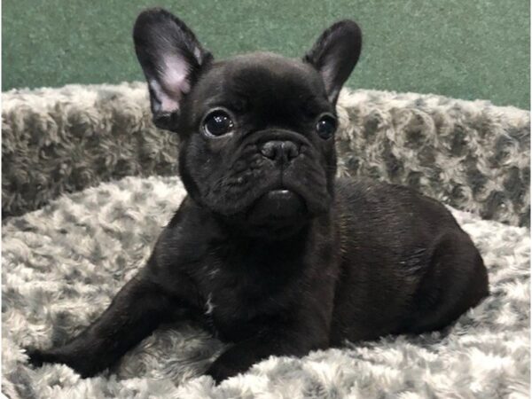 French Bulldog DOG Male Brindle 8438 Petland San Antonio, TX