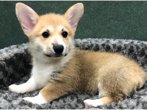 Pembroke Welsh Corgi DOG Male Sable & White 8439 Petland San Antonio, TX