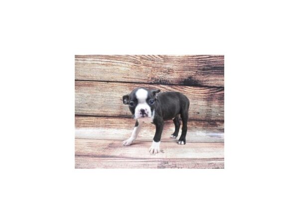 Boston Terrier DOG Male Brindle and White 8440 Petland San Antonio, TX