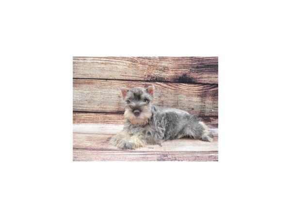 Miniature Schnauzer-DOG-Male-Salt & Pepper-8443-Petland San Antonio, TX