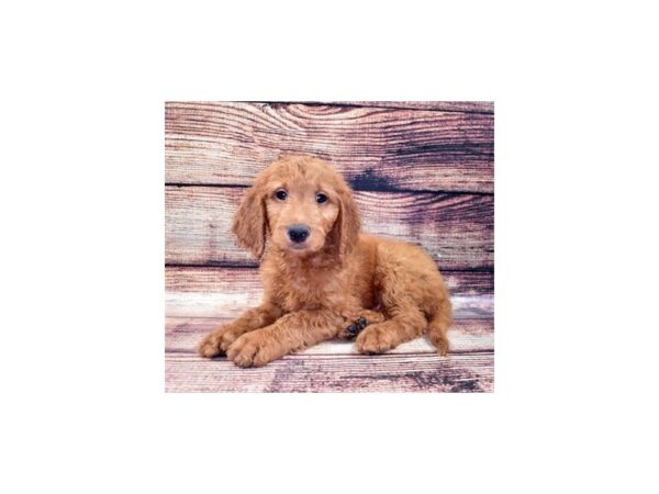 Goldendoodle 2nd Gen DOG Male Red 5339 Petland San Antonio, TX