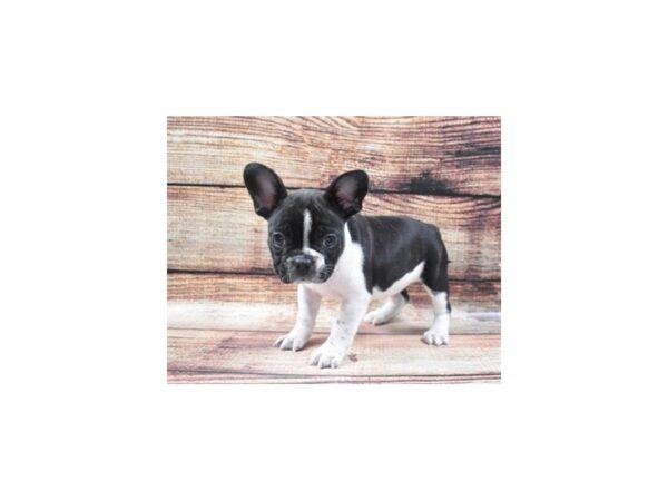 French Bulldog-DOG-Female-Black and White-5338-Petland San Antonio, TX