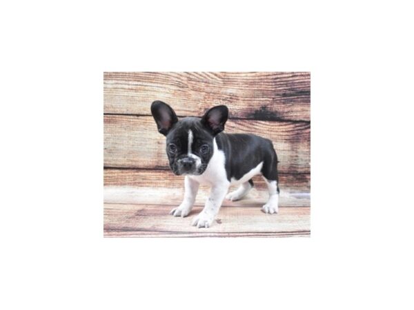 French Bulldog DOG Female Black and White 5338 Petland San Antonio, TX