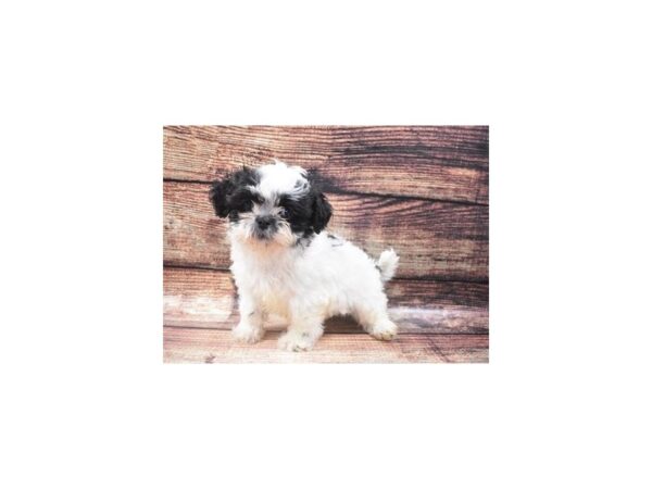 Shih Tzu DOG Male Black and White 5341 Petland San Antonio, TX