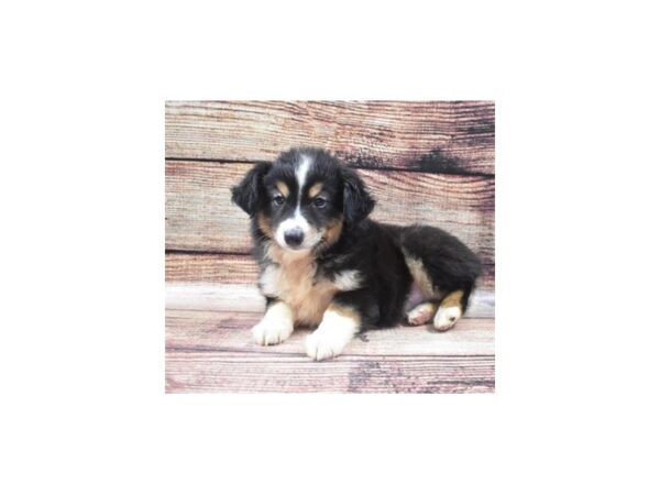 Miniature Australian Shepherd DOG Male Black White & Brown 8442 Petland San Antonio, TX