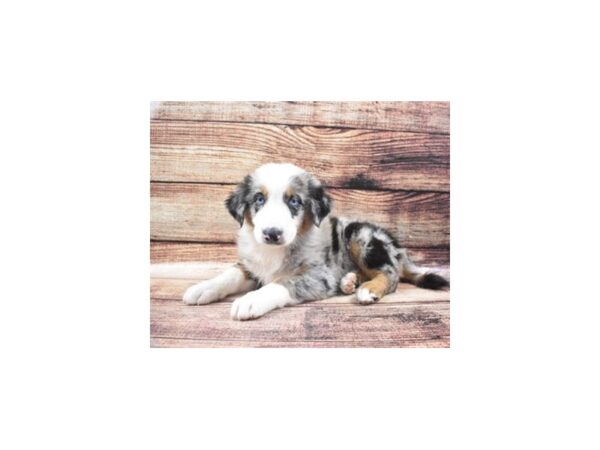 Aussie/English Shepherd-DOG-Male-Black and Brown-5340-Petland San Antonio, TX