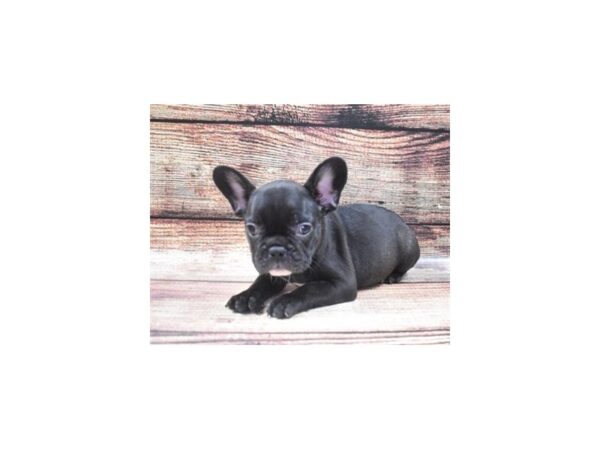 French Bulldog DOG Female Black 8441 Petland San Antonio, TX